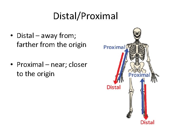 Distal/Proximal • Distal – away from; farther from the origin • Proximal – near;