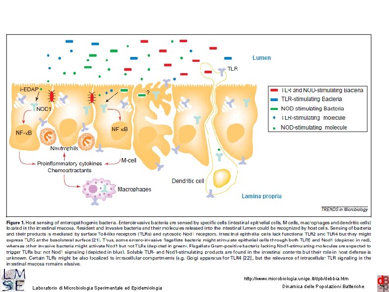 18 http: //www. microbiologia. unige. it/dpb/debbia. htm Laboratorio di Microbiologia Sperimentale ed Epidemiologia Dinamica