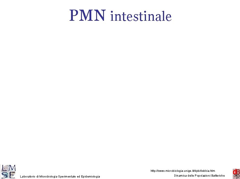 PMN intestinale 9 http: //www. microbiologia. unige. it/dpb/debbia. htm Laboratorio di Microbiologia Sperimentale ed