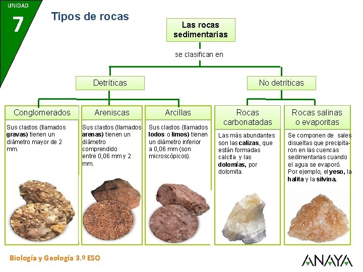 UNIDAD 7 Tipos de rocas Las rocas sedimentarias se clasifican en Detríticas Conglomerados Sus