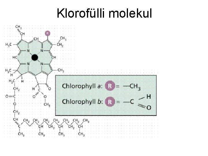 Klorofülli molekul 