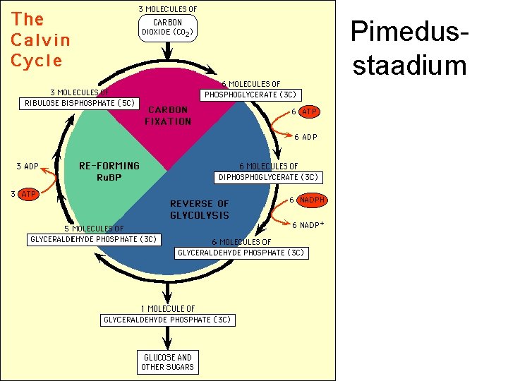 Pimedusstaadium 