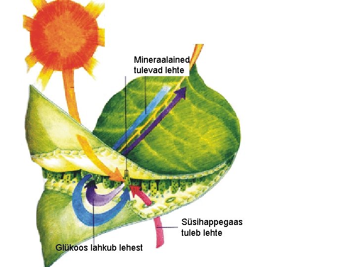 Mineraalained tulevad lehte Süsihappegaas tuleb lehte Glükoos lahkub lehest 