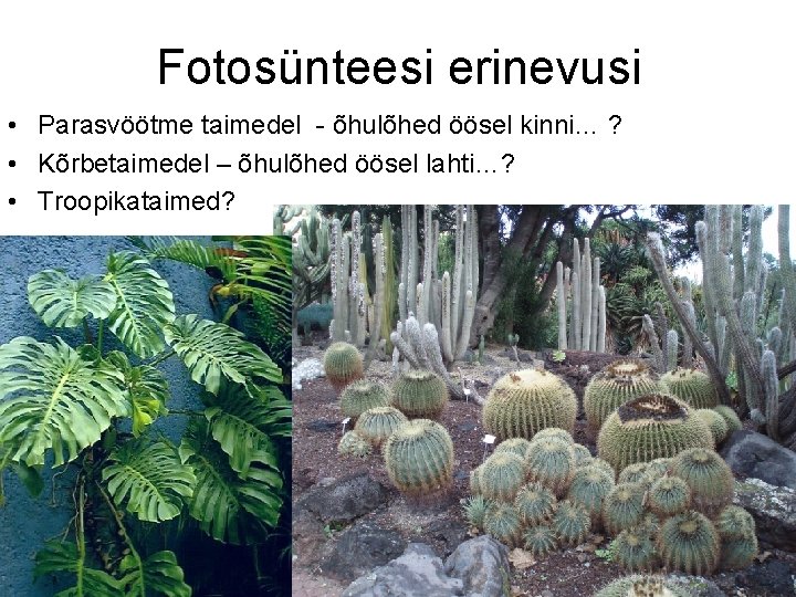 Fotosünteesi erinevusi • Parasvöötme taimedel - õhulõhed öösel kinni… ? • Kõrbetaimedel – õhulõhed