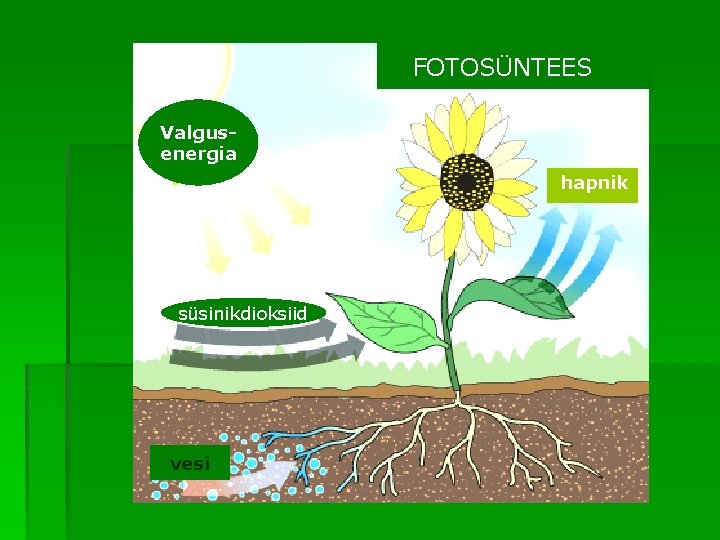 FOTOSÜNTEES Valgusenergia hapnik süsinikdioksiid vesi 
