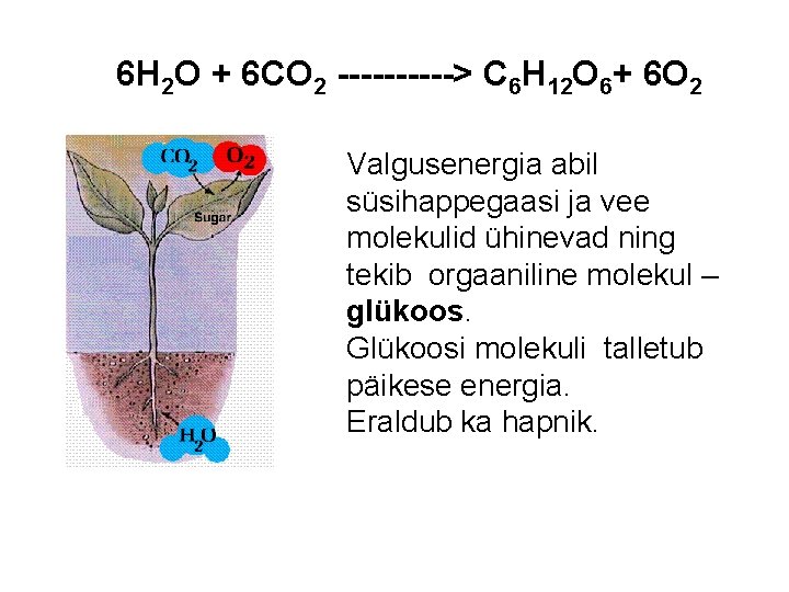 6 H 2 O + 6 CO 2 -----> C 6 H 12 O