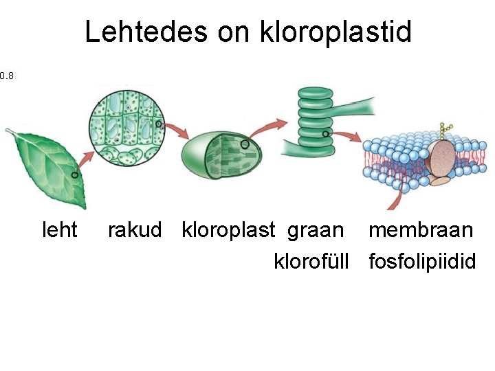 Lehtedes on kloroplastid leht rakud kloroplast graan membraan klorofüll fosfolipiidid 