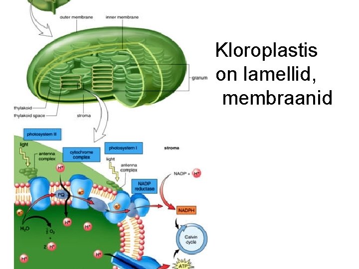 Kloroplastis on lamellid, membraanid 