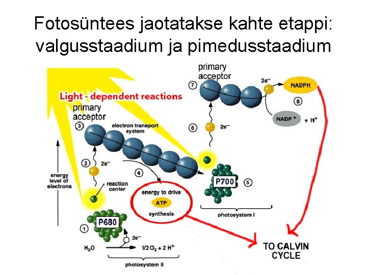 Fotosüntees jaotatakse kahte etappi: valgusstaadium ja pimedusstaadium 