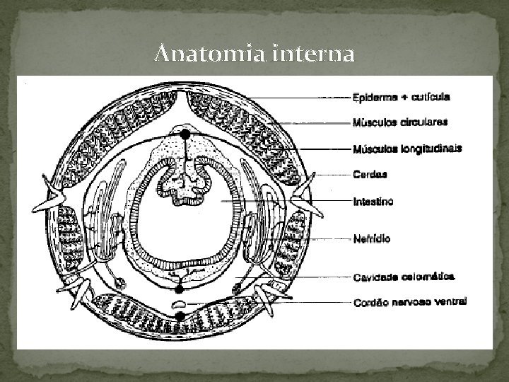 Anatomia interna 