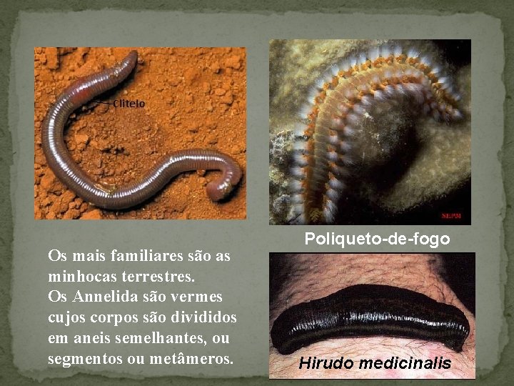 Os mais familiares são as minhocas terrestres. Os Annelida são vermes cujos corpos são