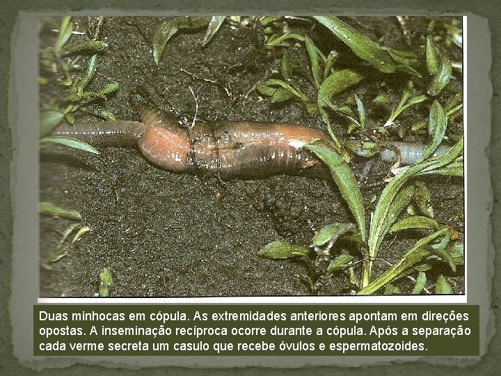 Duas minhocas em cópula. As extremidades anteriores apontam em direções opostas. A inseminação recíproca