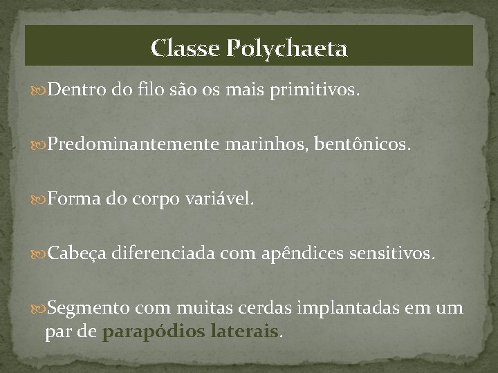 Classe Polychaeta Dentro do filo são os mais primitivos. Predominantemente marinhos, bentônicos. Forma do
