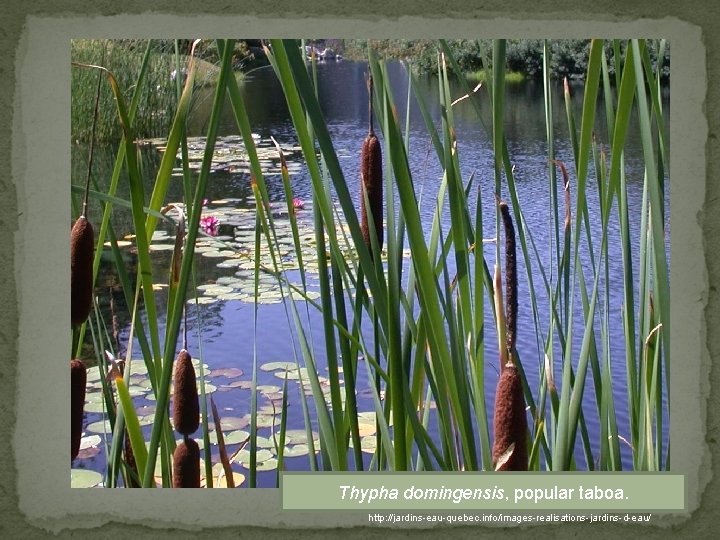 Thypha domingensis, popular taboa. http: //jardins-eau-quebec. info/images-realisations-jardins-d-eau/ 