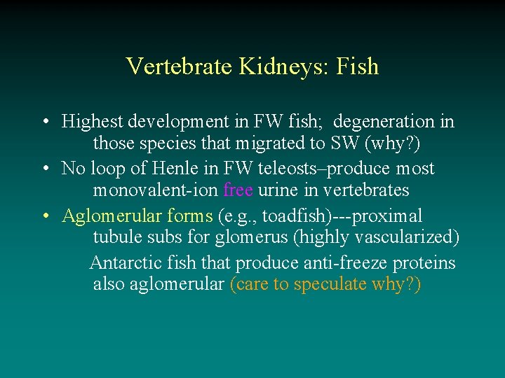 Vertebrate Kidneys: Fish • Highest development in FW fish; degeneration in those species that