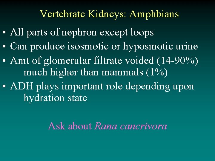 Vertebrate Kidneys: Amphbians • All parts of nephron except loops • Can produce isosmotic