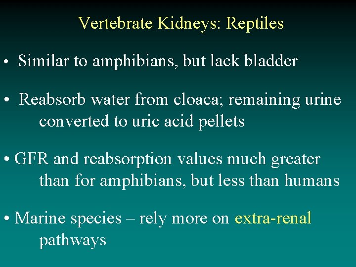 Vertebrate Kidneys: Reptiles • Similar to amphibians, but lack bladder • Reabsorb water from