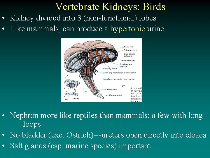 Vertebrate Kidneys: Birds • Kidney divided into 3 (non-functional) lobes • Like mammals, can