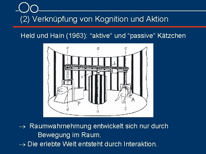 (2) Verknüpfung von Kognition und Aktion Held und Hain (1963): “aktive” und “passive” Kätzchen