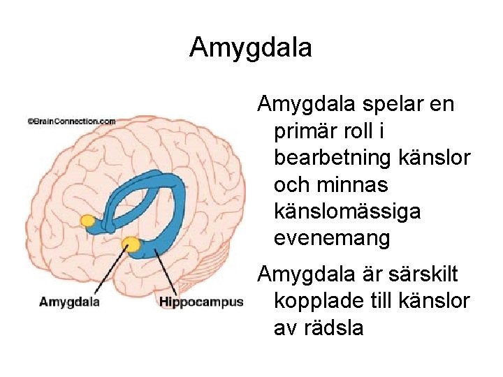 Amygdala spelar en primär roll i bearbetning känslor och minnas känslomässiga evenemang Amygdala är