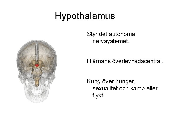 Hypothalamus Styr det autonoma nervsystemet. Hjärnans överlevnadscentral. Kung över hunger, sexualitet och kamp eller