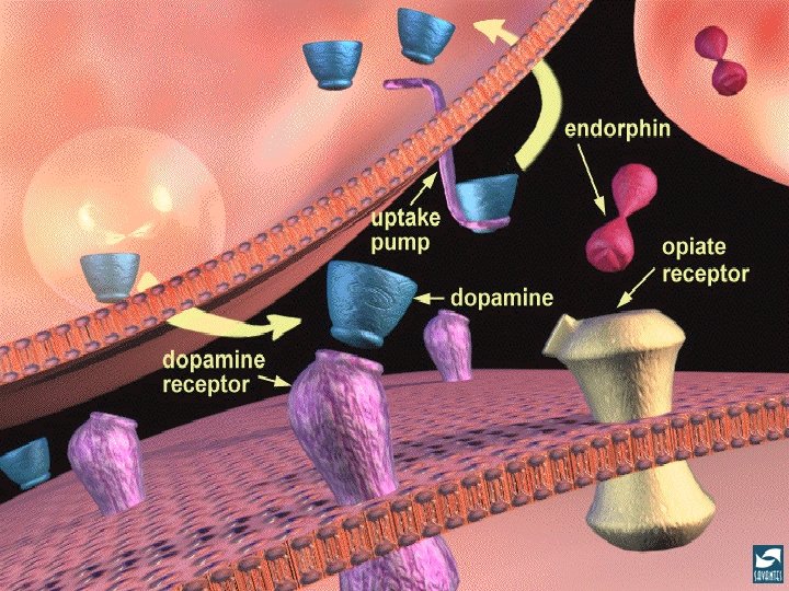 Neurotransmission 