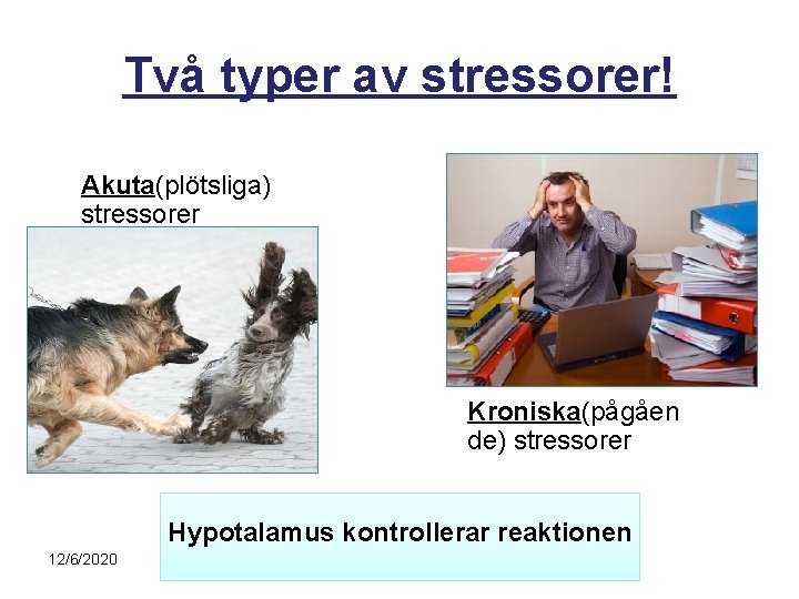 Två typer av stressorer! Akuta(plötsliga) stressorer Kroniska(pågåen de) stressorer Hypotalamus kontrollerar reaktionen 12/6/2020 