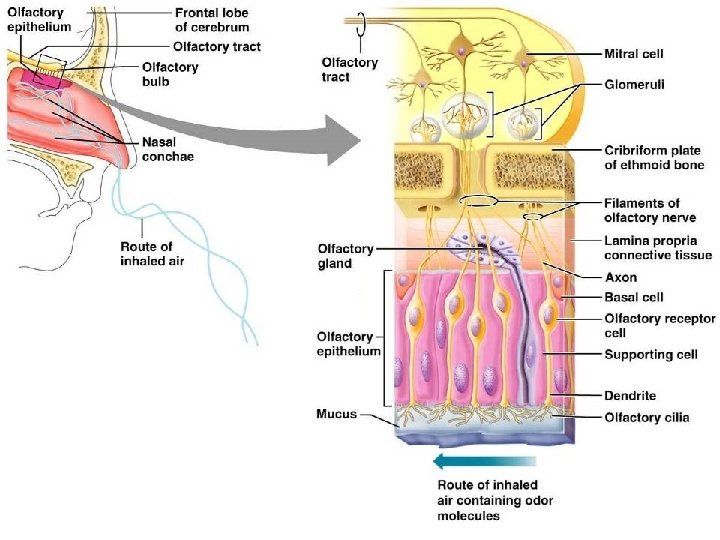 Olfactory Receptors 
