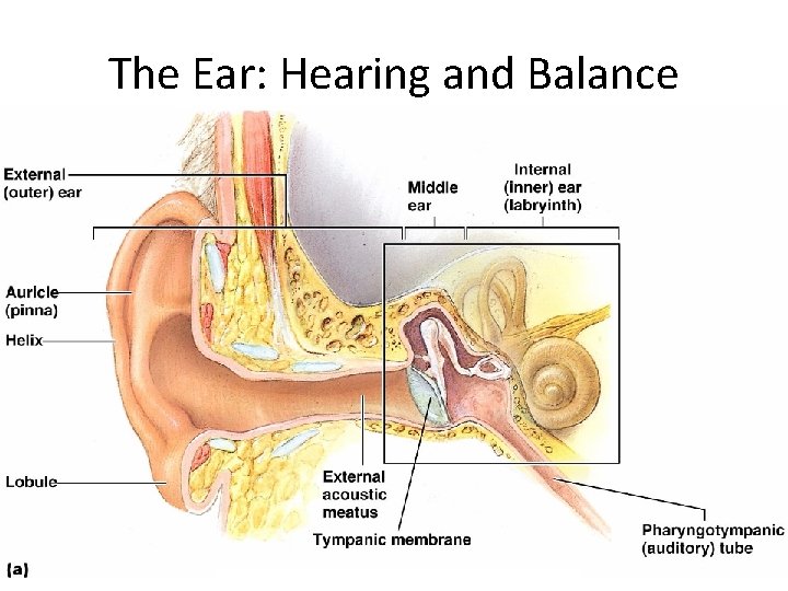The Ear: Hearing and Balance 