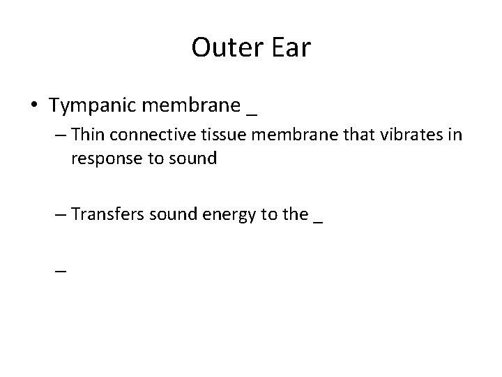 Outer Ear • Tympanic membrane _ – Thin connective tissue membrane that vibrates in