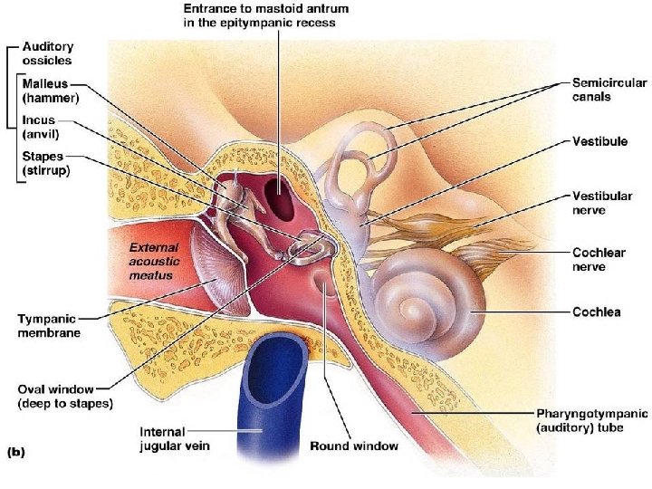 Middle and Internal Ear 