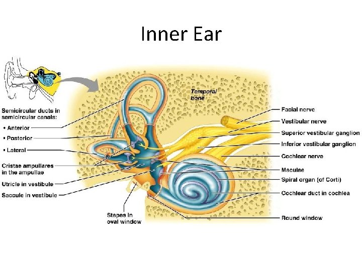 Inner Ear 