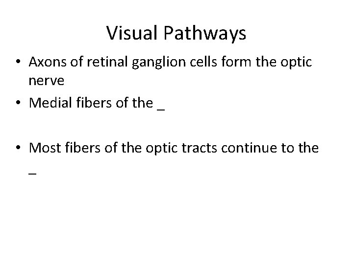 Visual Pathways • Axons of retinal ganglion cells form the optic nerve • Medial