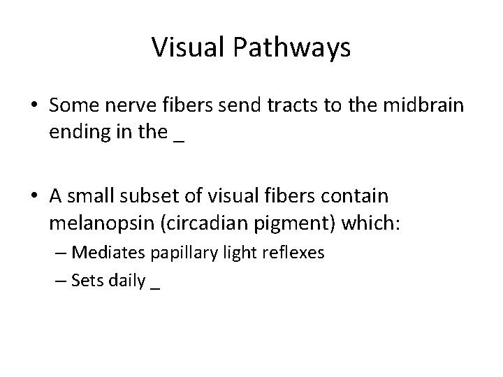 Visual Pathways • Some nerve fibers send tracts to the midbrain ending in the