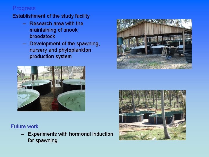 Progress Establishment of the study facility – Research area with the maintaining of snook