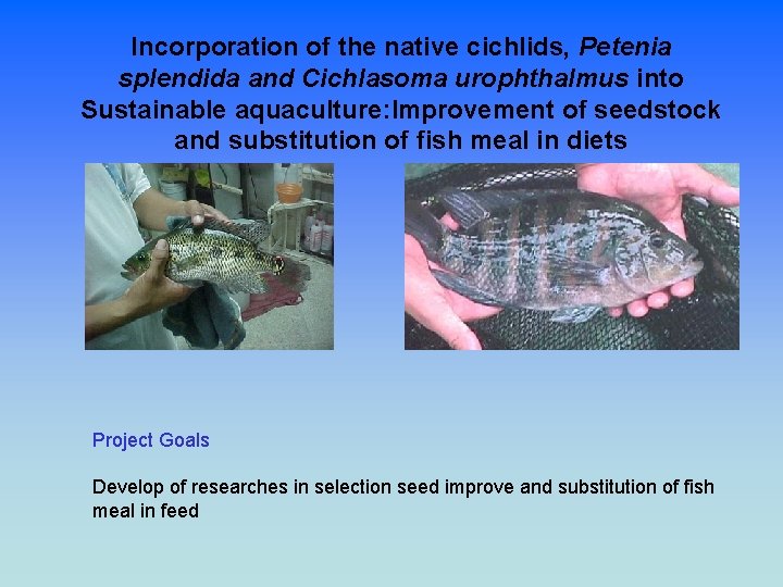 Incorporation of the native cichlids, Petenia splendida and Cichlasoma urophthalmus into Sustainable aquaculture: Improvement