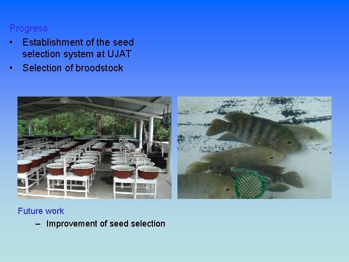 Progress • Establishment of the seed selection system at UJAT • Selection of broodstock
