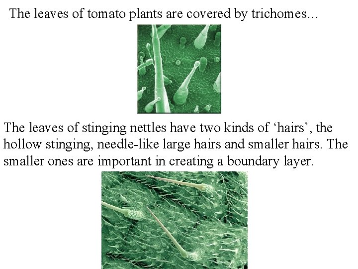 The leaves of tomato plants are covered by trichomes… The leaves of stinging nettles