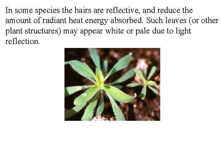 In some species the hairs are reflective, and reduce the amount of radiant heat
