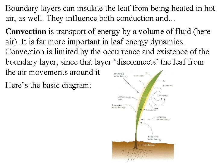 Boundary layers can insulate the leaf from being heated in hot air, as well.