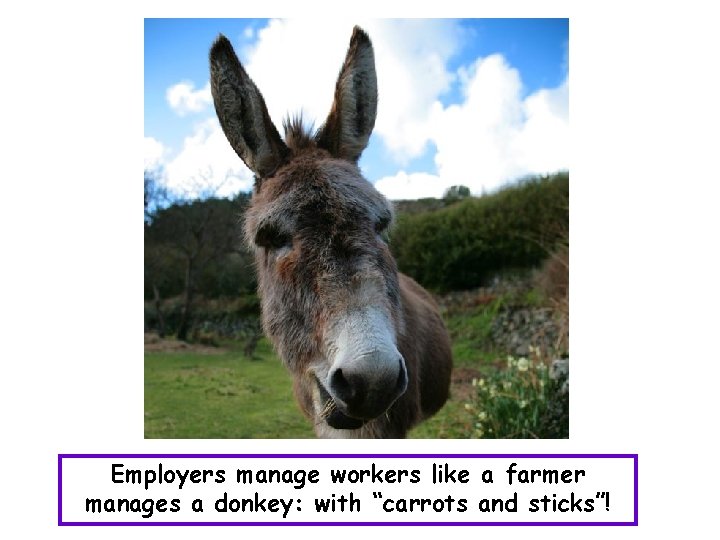 Employers manage workers like a farmer manages a donkey: with “carrots and sticks”! 