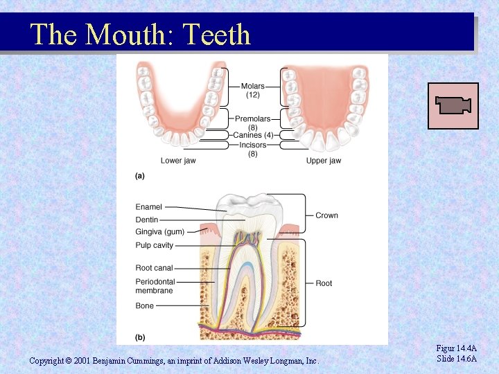 The Mouth: Teeth Copyright © 2001 Benjamin Cummings, an imprint of Addison Wesley Longman, The Mouth: Teeth Copyright © 2001 Benjamin Cummings, an imprint of Addison Wesley Longman,