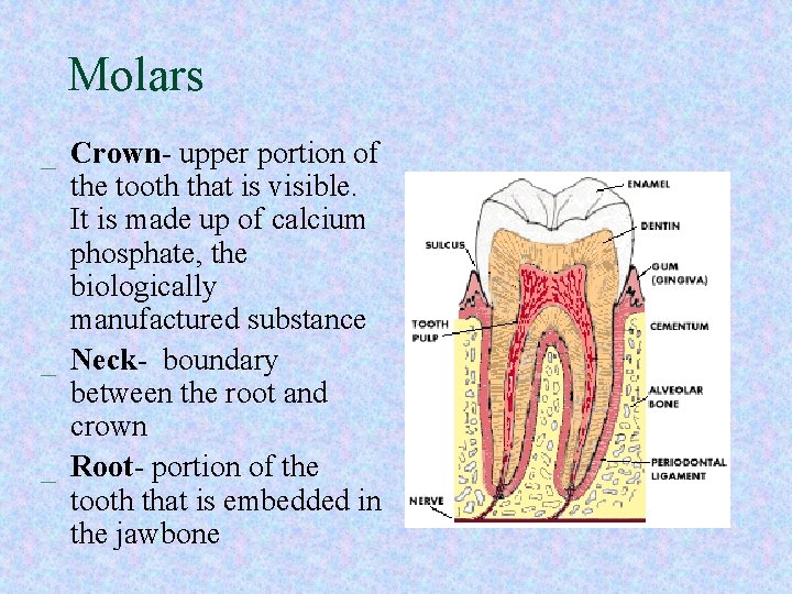 Molars _ Crown- upper portion of the tooth that is visible. It is made