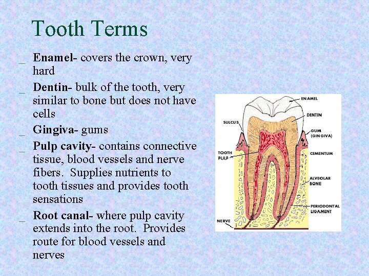 Tooth Terms _ Enamel- covers the crown, very hard _ Dentin- bulk of the