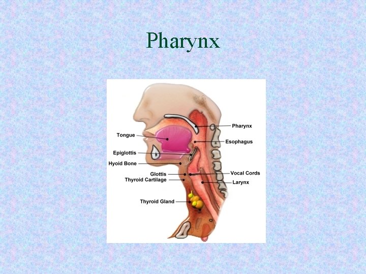 Pharynx 