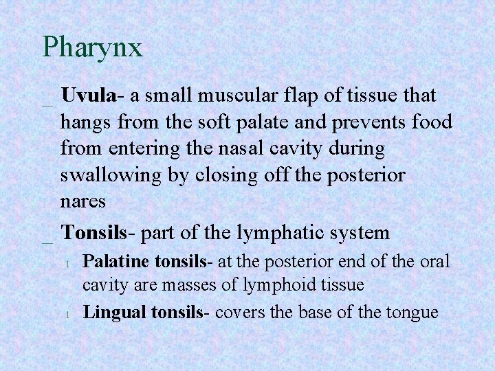 Pharynx _ Uvula- a small muscular flap of tissue that hangs from the soft