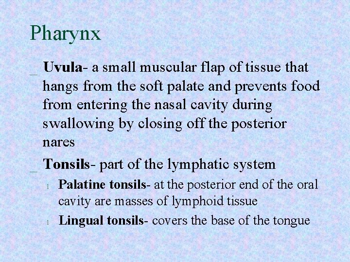Pharynx _ Uvula- a small muscular flap of tissue that hangs from the soft Pharynx _ Uvula- a small muscular flap of tissue that hangs from the soft