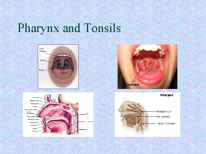 Pharynx and Tonsils Pharynx and Tonsils