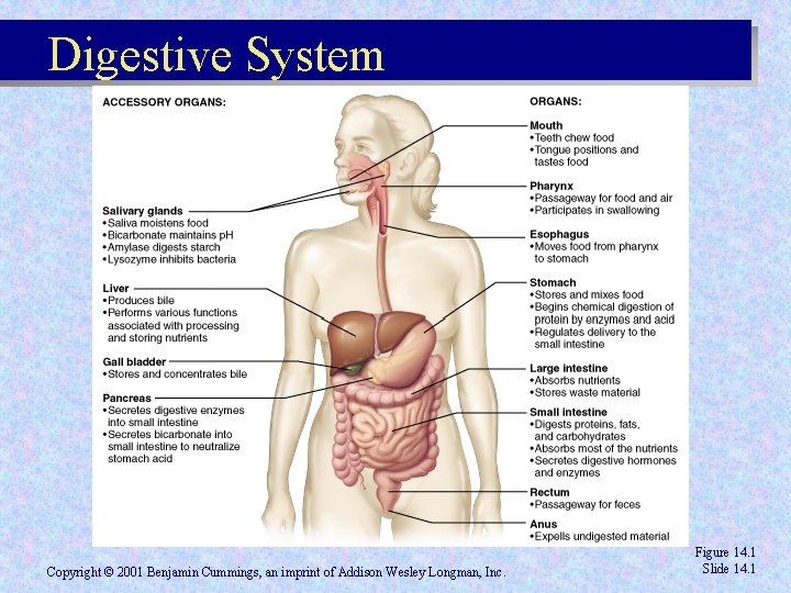 Digestive System Copyright © 2001 Benjamin Cummings, an imprint of Addison Wesley Longman, Inc.