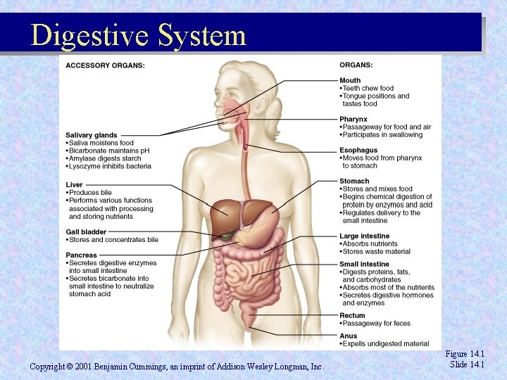 Digestive System Copyright © 2001 Benjamin Cummings, an imprint of Addison Wesley Longman, Inc. Digestive System Copyright © 2001 Benjamin Cummings, an imprint of Addison Wesley Longman, Inc.